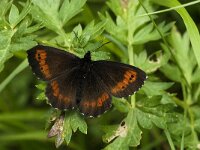 Erebia euryale 3, Grote erebia, male, Saxifraga-Jan van der Straaten
