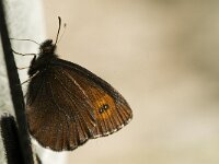 Erebia euryale 8, Grote erebia, Saxifraga-Jan van der Straaten