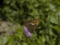 Erebia ligea 19, Boserebia, Saxifraga-Marijke Verhagen