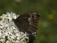 Erebia ligea 2, Boserebia, female, Saxifraga-Marijke Verhagen