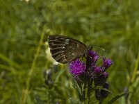 Erebia ligea 20, Boserebia, Saxifraga-Marijke Verhagen