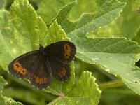 Erebia ligea 26, Boserebia, male, Saxifraga-Jan van der Straaten