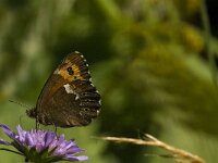 Erebia ligea 27, Boserebia, female, Saxifraga-Jan van der Straaten