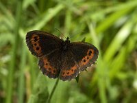 Erebia ligea 8, Boserebia, male, Saxifraga-Jan van der Straaten