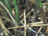 Erebia manto, Yellow-spotted Ringlet
