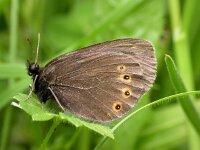 Erebia medusa 5, Voorjaarserebia, Vlinderstichting-Jaap Bouwman