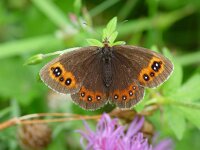 Erebia medusa 6, Voorjaarserebia, Vlinderstichting-Henk Bosma