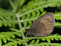 Erebia meolans, Piedmont Ringlet