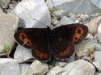 Erebia meolans 4, Donkere erebia, male, Saxifraga-Jan van der Straaten