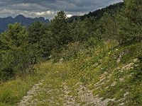 Erebia montana 1, Marmererebia, habitat, F, Isere, Gresse-en-Vercors, Serpaton, Saxifraga-Jan van der Straaten