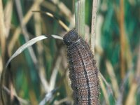 Erebia neoridas, Autumn Ringlet