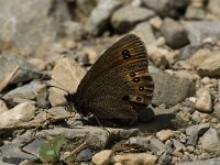 Erebia oeme 2, Bontoogerebia, female, Saxifraga-Jan van der Straaten