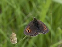 Erebia ottomana, Ottoman Brassy Ringlet
