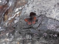 Erebia pharte, Blind Ringlet