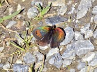 Erebia tyndarus, Swiss Brassy Ringlet
