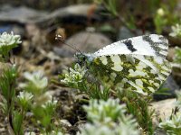 Euchloe ausonia, Eastern Dappled White