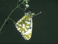 Euchloe crameri, Western Dappled White