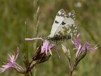 Euchloe crameri 4, Westelijk marmerwitje, Vlinderstichting-Kars Veling