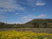 Euchloe crameri 6, Westelijk marmerwitje, habitat, F, Var, Callas, Saxifraga-Kars Veling