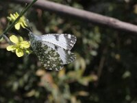 Euchloe insularis, Corsican Dappled White