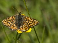 Euphydryas aurinia 10, Moerasparelmoervlinder, male, Saxifraga-Jan van der Straaten