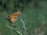 Euphydryas aurinia 7, Moerasparelmoervlinder, Vlinderstichting-Kars Veling