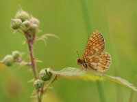 Euphydryas aurinia 72, Moerasparelmoervlinder, Saxifraga-Mark Zekhuis