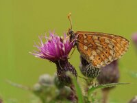 Euphydryas aurinia 73, Moerasparelmoervlinder, Saxifraga-Mark Zekhuis