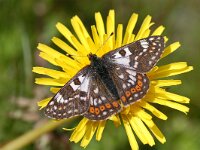 Euphydryas cynthia, Cynthia's Fritillary