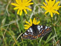 Euphydryas cynthia 2, Witbonte parelmoervlinder, Saxifraga-Hans Dekker
