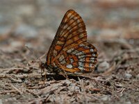 Euphydryas intermedia, Asian Fritillary