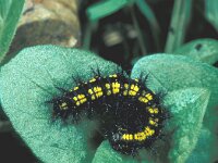 Euphydryas maturna, Scarce Fritillary