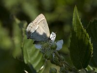 Favonius quercus 17, Eikenpage, Vlinderstichting-Henk Bosma