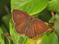 127_09, Eikepage : Eikepage, Neozephyrus quercus, Purple Hairstreak