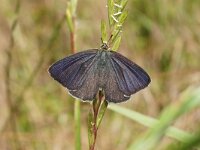 Favonius quercus 43, male, Eikenpage, Saxifraga-Joep Steur