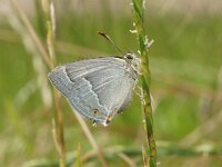 Favonius quercus 44, Eikenpage, Saxifraga-Joep Steur