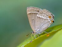 Purple hairstreak butterfly  Purple hairstreak (Neozephyrus quercus) butterfly eating sugars on leaves of oak : Favonius, Netherlands, Quercusia, animal, animals, beautiful, bracken, britain, british, butterfly, closeup, color, colorful, daytime, england, environment, europe, european, female, forest, green, hairstreak, insect, leaf, macro, natural, nature, oak, outdoor, perched, portrait, pretty, purple, quercus, small, stunning, summer, uk, wild, wildlife, wings, woodland