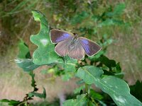 Favonius quercus 5, Eikenpage, female, Vlinderstichting-Henk Bosma