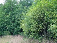 Favonius quercus 6, Eikenpage, habitat, Vlinderstichting-Henk Bosma