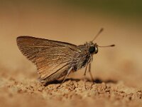 Gegenes pumilio, Dark Hottentot