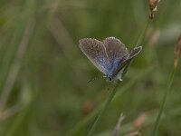 Glaucopsyche alexis, Green-underside Blue