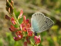 Glaucopsyche alexis 12, Bloemenblauwtje, Vlinderstichting-Chris van Swaay  5.16 09:51