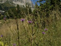 Glaucopsyche alexis 3, Bloemenblauwtje, F, Isere, Gresse-en-Vercors, Cote Belette, Saxifraga-Marijke Verhagen