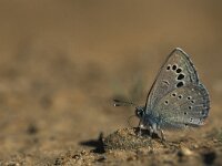 Glaucopsyche melanops 3, Spaans bloemenblauwtje, Vlinderstichting-Kars Veling