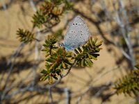 Glaucopsyche melanops 8, Spaans bloemenblauwtje, Saxifraga-Ed Stikvoort