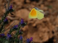 Gonepteryx cleopatra, Brimstone Cleopatra