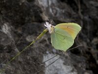 Gonepteryx cleopatra 4, Cleopatra, Vlinderstichting-Kars Veling