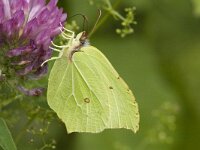Gonepteryx rhamni 12, Citroenvlinder, male, Saxifraga-Jan van der Straaten