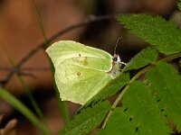 D_Citroenvlinder #01 : Citroenvlinder, Gonepteryx rhamni, Brimstone
