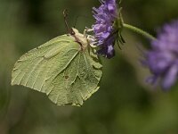 Gonepteryx rhamni 51, Citroenvlinder, Saxifraga-Marijke Verhagen
